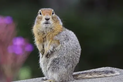 Arctic Ground Squirrels: Tiny Hibernators with Big Secrets